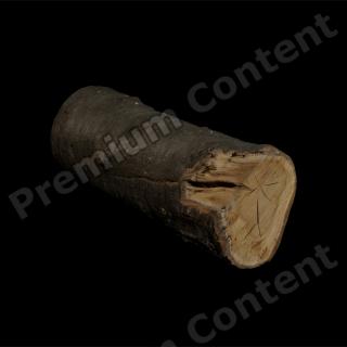 3D Scan of Tree Wood #2